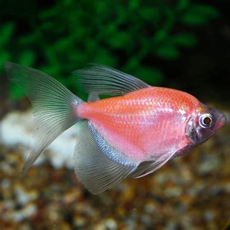 pink glow fish|glofish moonrise pink tetra.